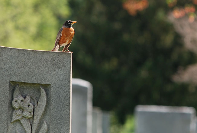 Gallery | Evergreen Burial Park