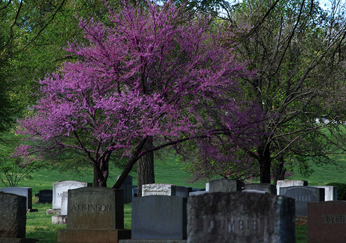 Gallery | Evergreen Burial Park